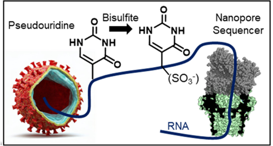 Bisulfite and Nanopore Sequencing for Pseudouridine in RNA