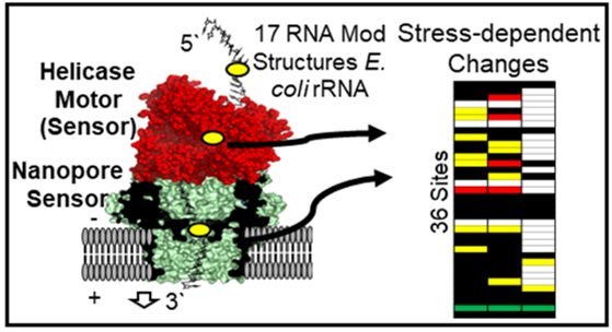 Direct nanopore sequencing for the 17 RNA modification types in 36 locations in the E. coli ribosome enables monitoring of stress-dependent changes