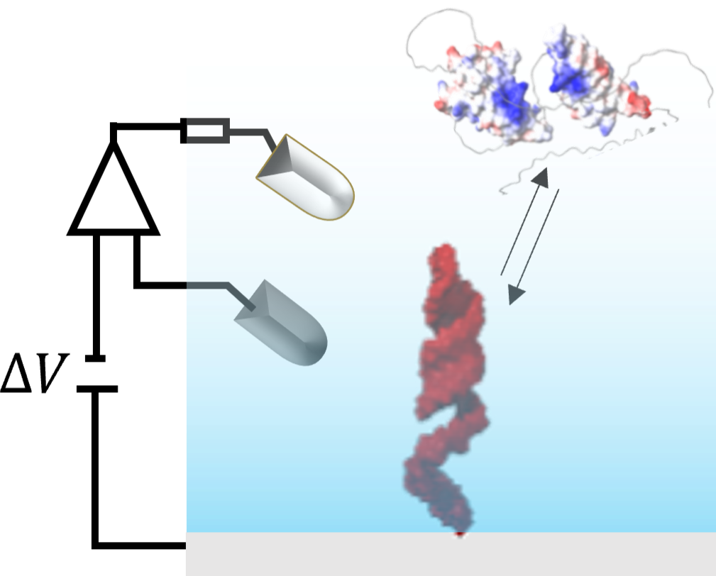 Electrostatics affect molecular recognition