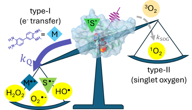 Electron transfer drives the photochemistry of flavoproteins