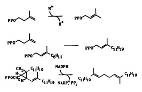 enzyme-catalyzed transformations