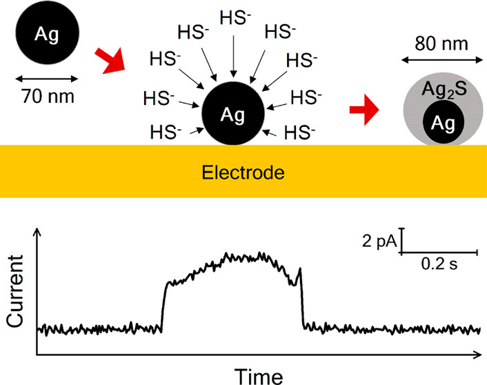 Electrochemical Synthesis of Individual Core@Shell and Hollow Ag/Ag2S Nanoparticles
