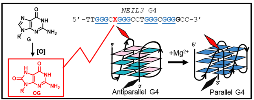 NEIL3 promoter G-quadruplex with oxidatively modified bases shows magnesium-dependent folding that stalls polymerase bypass