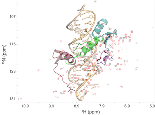 Overlay of high-res 3D protein:DNA structure on a 2D NMR Spetrum
