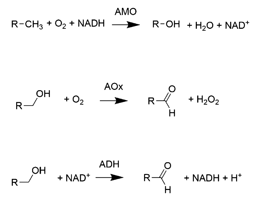 Reaction scheme for the enzyme cascade