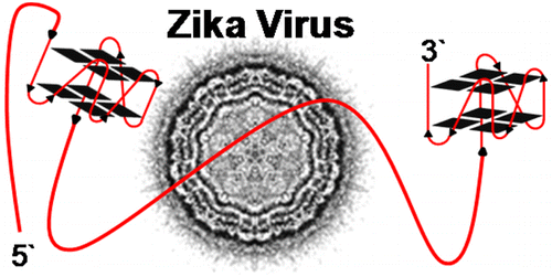 zika abstract image